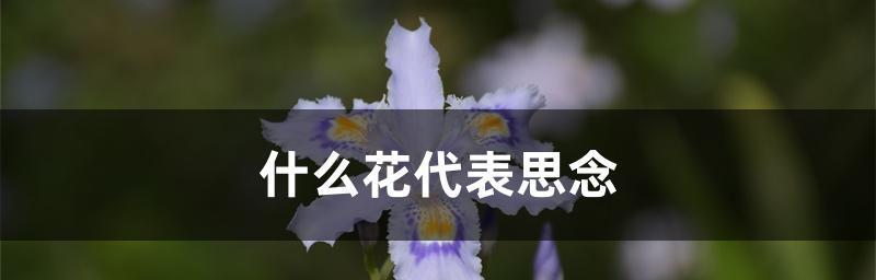 感恩与感谢——以康乃馨花语为主题的文章（用康乃馨表达感激之情）