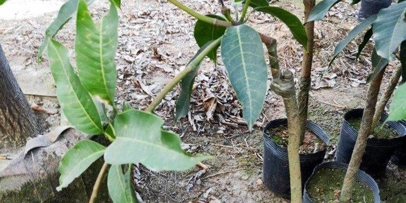 如何让芒果树结果实（解决芒果树不结果的方法和技巧）