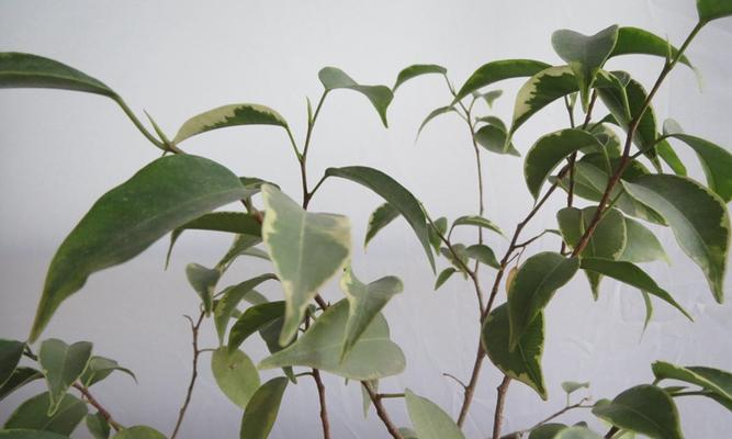 芒果树在冬天会落叶吗（探究芒果树冬季落叶的原因及其对芒果树的影响）