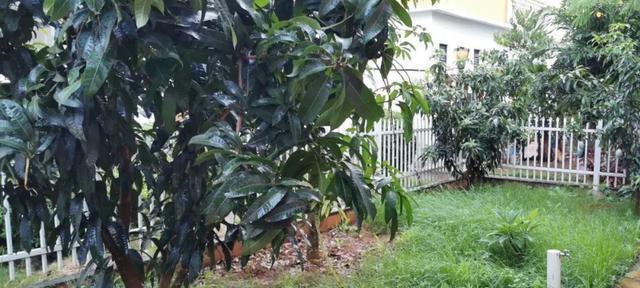 芒果树可以在家中院子里种植吗（如何在家中院子里种植健康的芒果树）