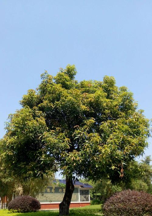 芒果树可以在家中院子里种植吗（如何在家中院子里种植健康的芒果树）