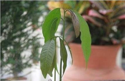 芒果树盆栽的成长周期及挂果时间剖析