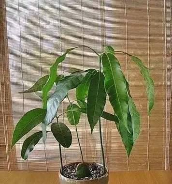 芒果树盆栽的成长周期及挂果时间剖析