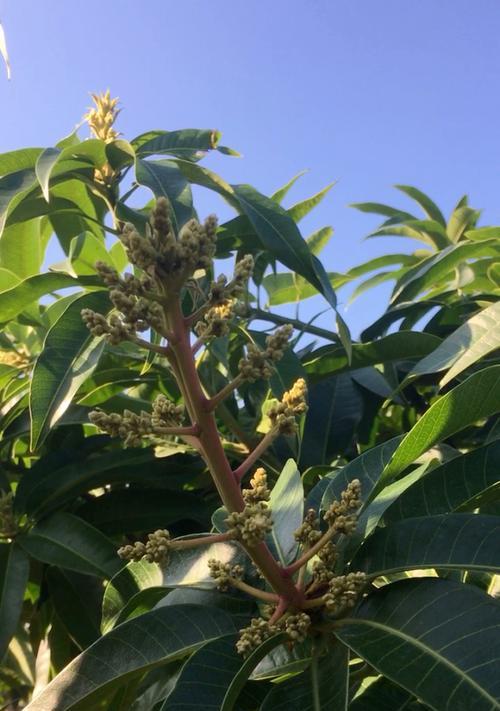 芒果树开花时间及生长特点（芒果树开花时间表）