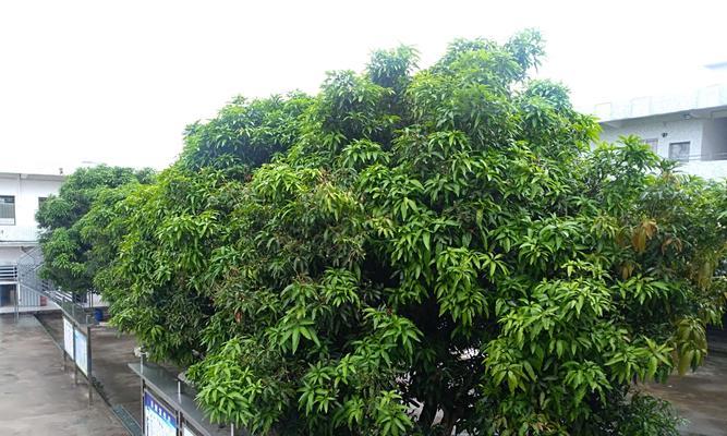 芒果树的养护知识（为什么芒果树喜欢阳光）