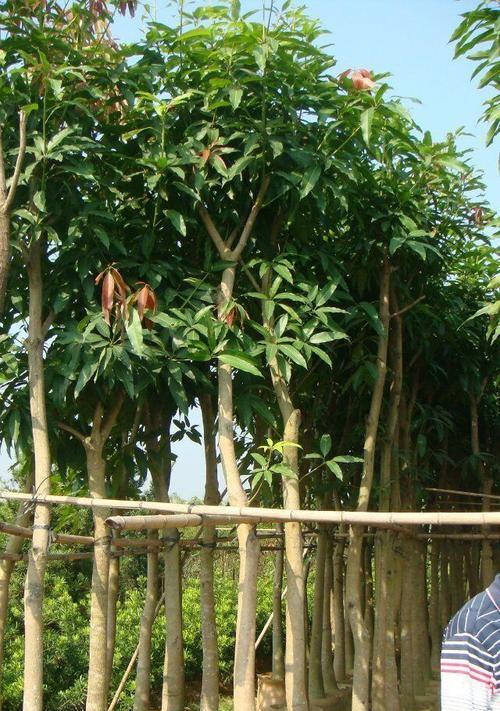 芒果树种植条件详解（适合生长的地方）