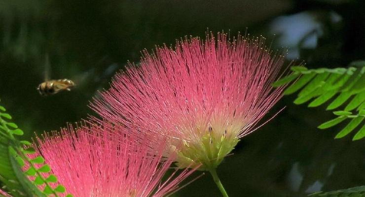 害羞花的花语与意义（探索害羞花的神秘世界）