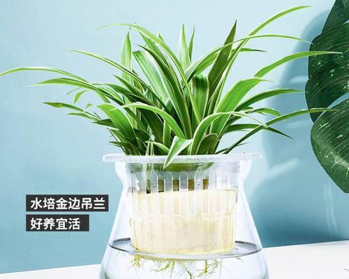 芒果种植（芒果种植方法比较及其优缺点分析）