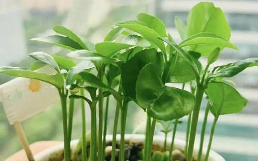 芒果种植（芒果种植方法比较及其优缺点分析）