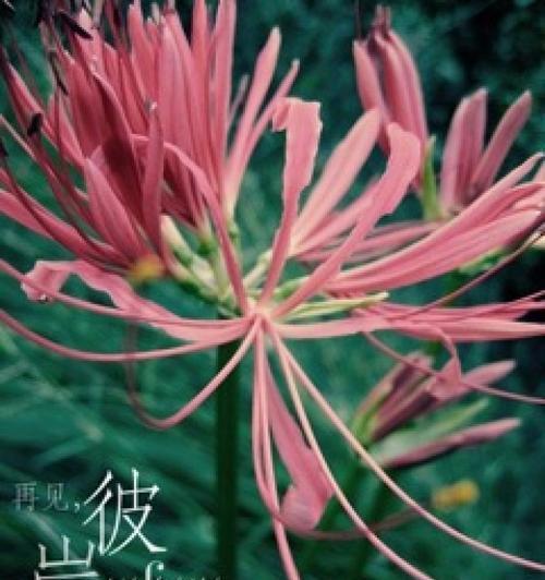 好久不见，情意依旧——以向日葵花语为主题的文章（向日葵花语揭示的久别重逢情感）