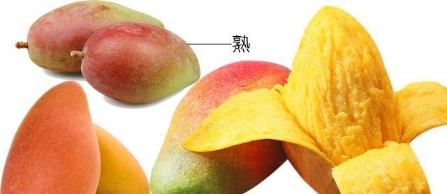芒果喜阳还是喜阴（探究芒果喜阳还是喜阴的根源与特点）