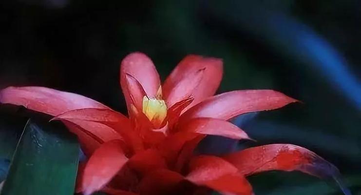 好运之花——红掌花的花语（红掌花是好运之使者）