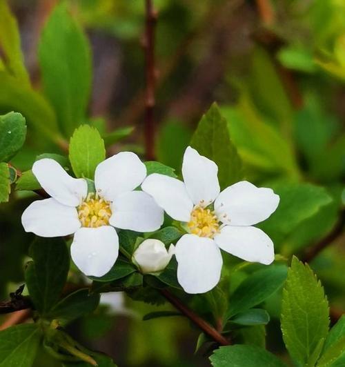 和好如初的花语——白兰花（传递友谊与和平的芬芳）