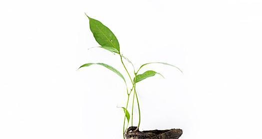 如何留下芒果种子（芒果种子的采集）