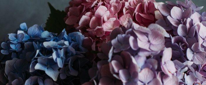 黑夜中的光明——以蓝色妖姬花的花语为主题（探索黑夜中蓝色妖姬花的独特花语之美）