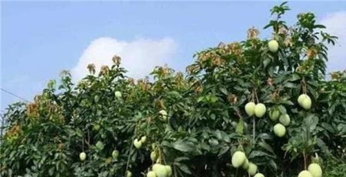 芒果高产种植技术与管理方法（打造高品质芒果园的关键）