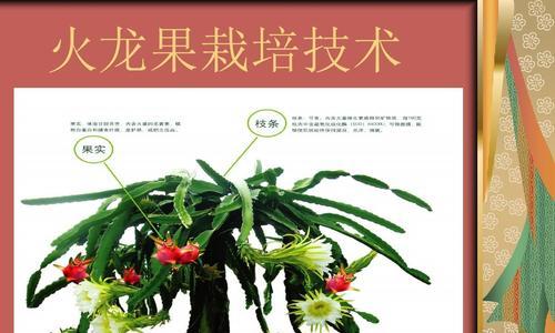 芒果高产种植技术与管理方法（打造高品质芒果园的关键）