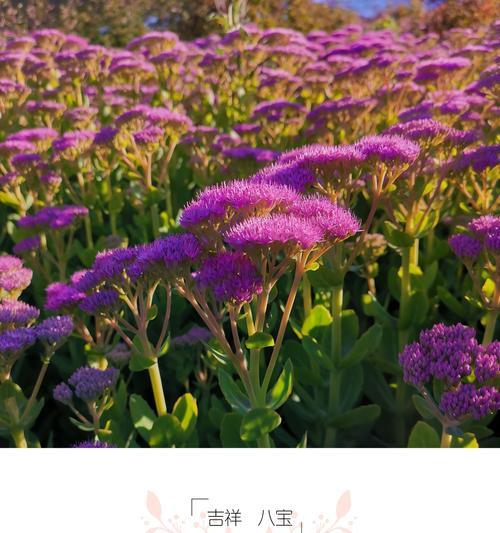 吉祥如意的花语——以菊花为主题（菊花的美丽与寓意）
