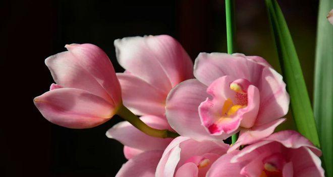吉祥如意的花语——以菊花为主题（菊花的美丽与寓意）
