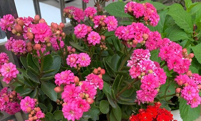 吉祥如意的花语——以菊花为主题（菊花的美丽与寓意）