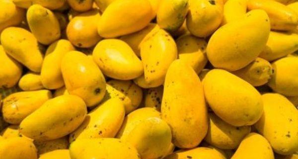 芒果种子的营养价值及可食用性研究（揭秘芒果种子中的神秘营养）