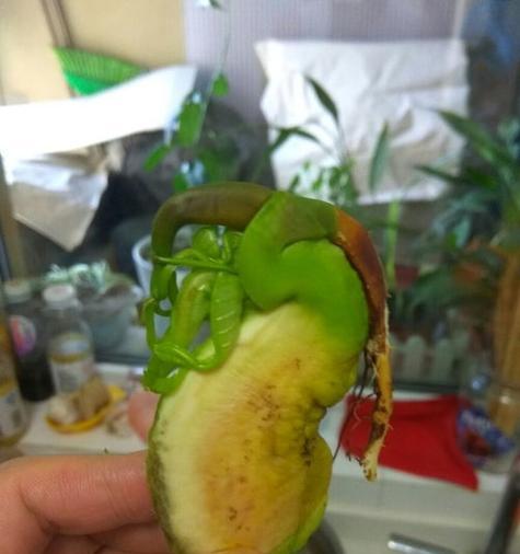 芒果种子的种植方法（从选种到收获）
