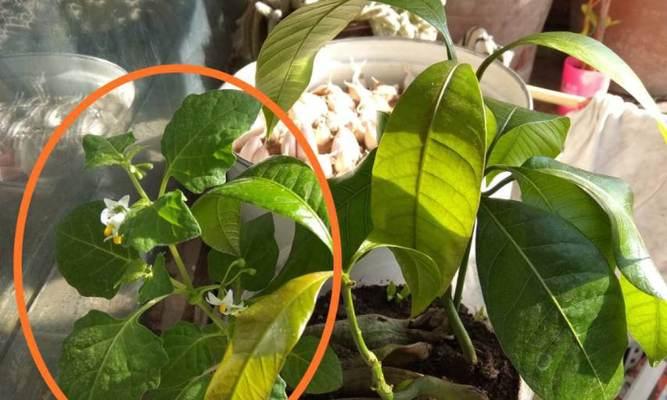 芒果种子的种植方法（从选种到收获）