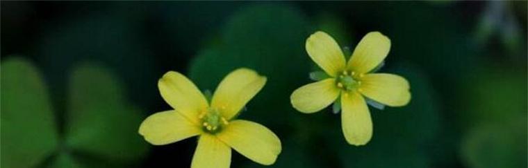 坚韧花语（铁线莲）