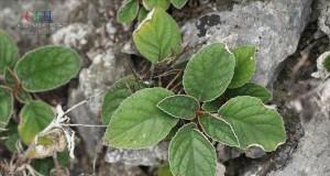 芒毛苣苔的室内养护指南（适合室内养的小清新植物）