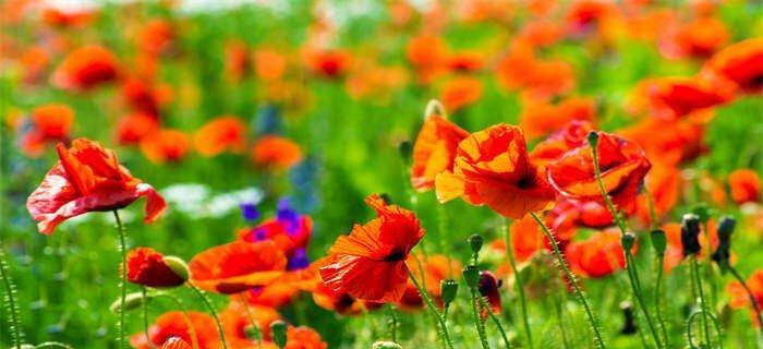 以百合花的花语为救赎主题写文章（百合花的花语带给我们的救赎与希望）