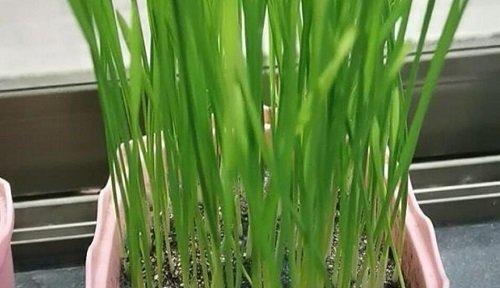 猫草的养护知识（每天浇水真的有必要吗）