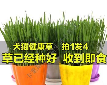 猫草品种大揭秘——为你的宠物选择最佳草种（了解不同品种的猫草）