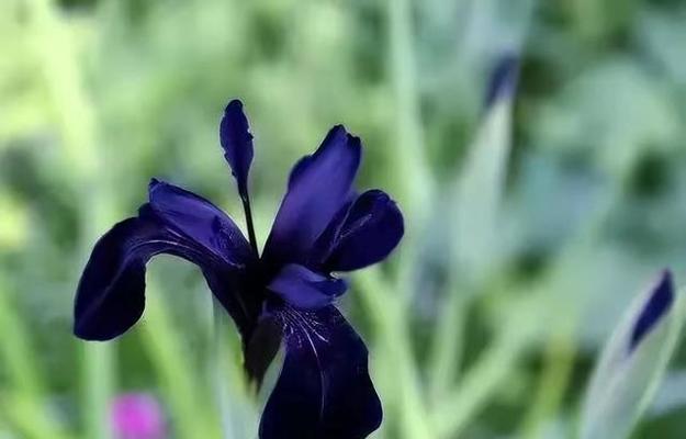 绝望的爱——以满天星花语为主题的文章（无法逃离的情感纠葛）