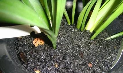 猫粪便可以作为肥料吗（探究猫粪便的营养价值和使用方法）