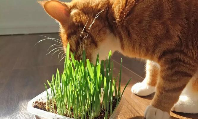 猫能否吃核桃（科学告诉你）