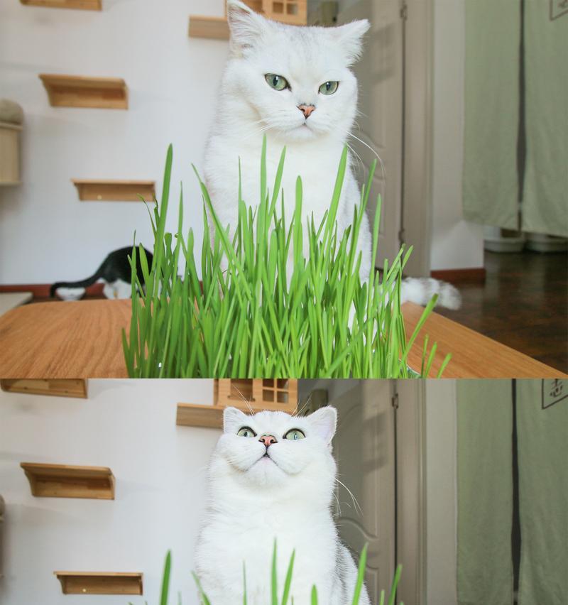 猫咪可以吃胡萝卜吗（探究猫咪是否适合食用胡萝卜）