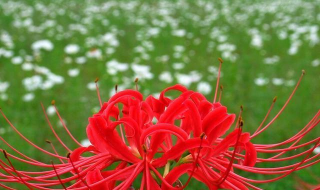 轮回之花——白色莲花的花语（探索生命的循环和转变）