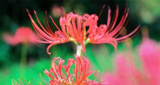 轮回之花——白色莲花的花语（探索生命的循环和转变）