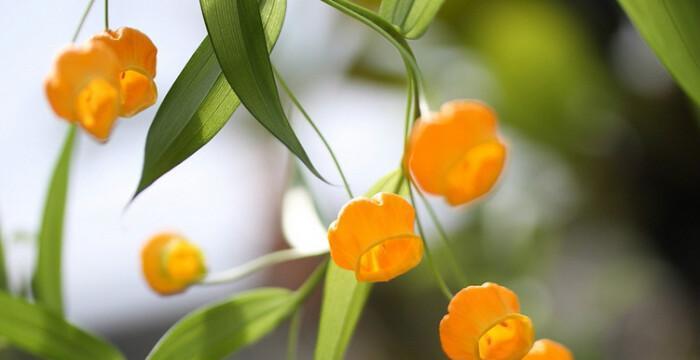 美丽花朵的花语（以什么花的花语表达了美丽）