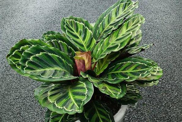 猫眼竹芋开花全攻略（从花期、花朵到花语）