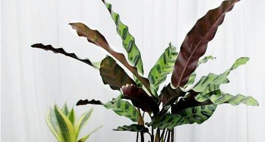 猫眼竹芋开花全攻略（从花期、花朵到花语）