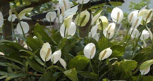 花语平安，平安如花（以什么花的花语是平安）