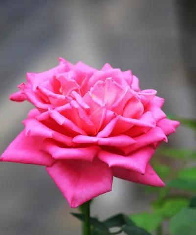 花语平安，平安如花（以什么花的花语是平安）
