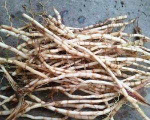 茅草根的功效与作用（从清热解毒到促进消化）