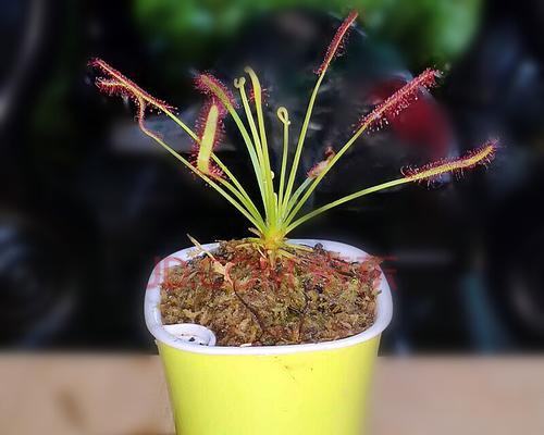 茅膏菜的种植技巧（从土壤准备到病虫害防治）