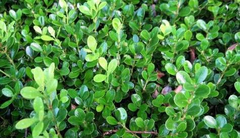 毛白杨是被子植物吗（探究毛白杨的分类学归属）