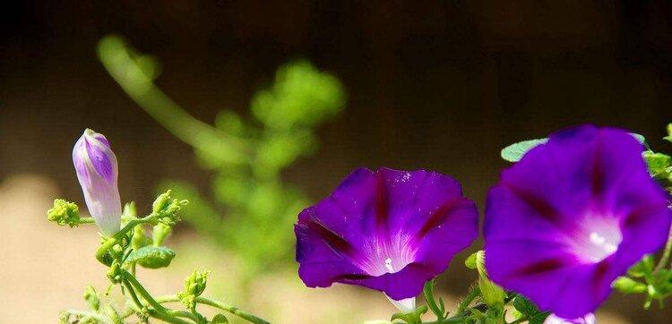 牵挂之花——以菊花为主题的花语（表达深深的牵挂）