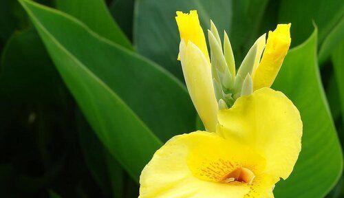 前程似锦——以桃花为象征的花语（桃花开放）