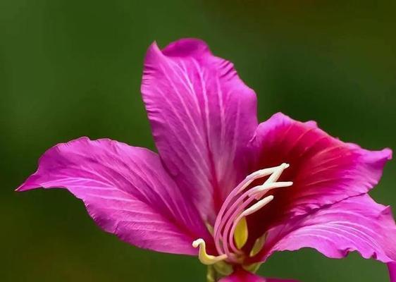 前程似锦——以桃花为象征的花语（桃花开放）