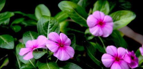 青春活力之花语（探索菊花的花语）